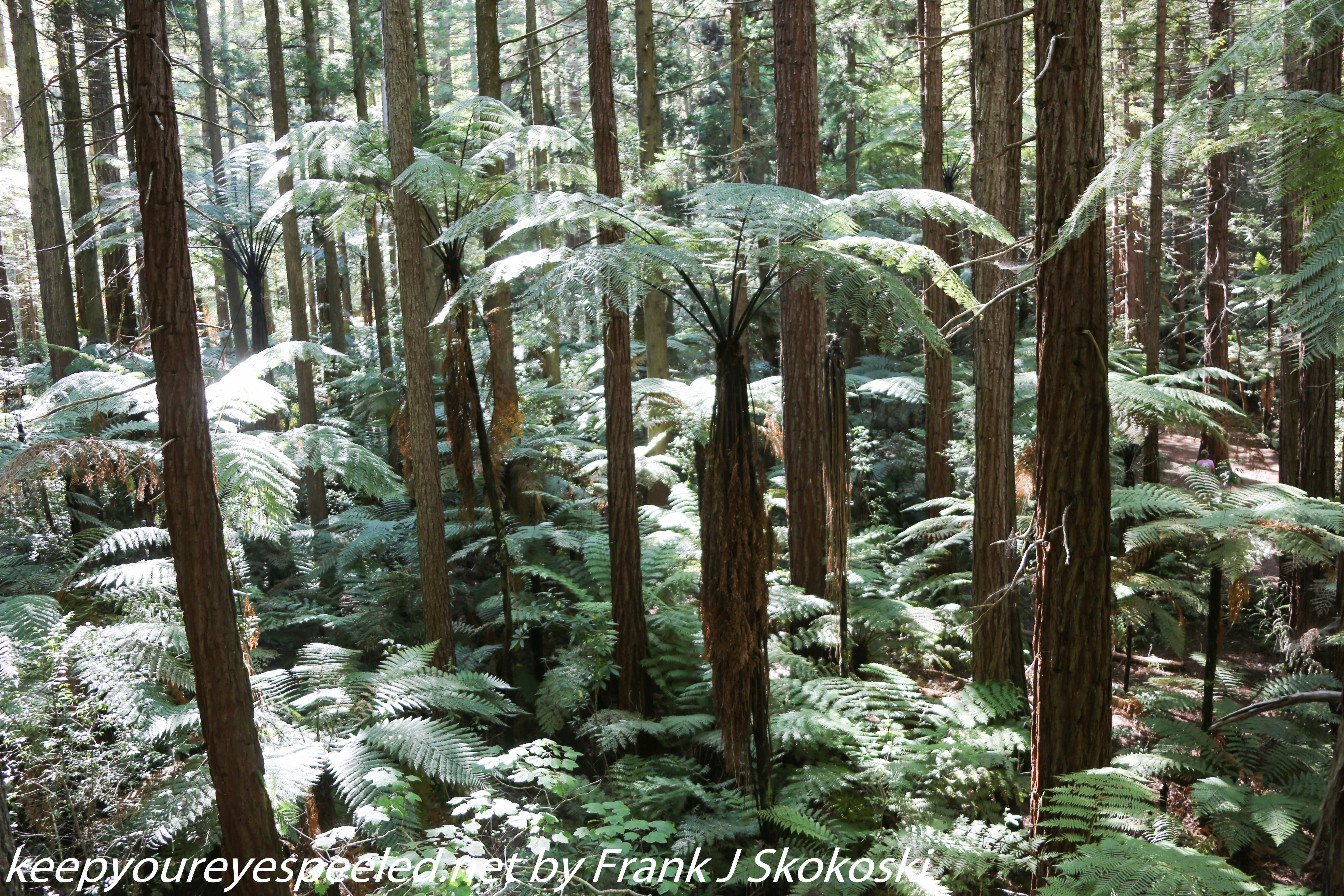 New-zealand-Day-Fifteen-Rotorua-Rewood-forest-and-Blue-lake-37-of-49
