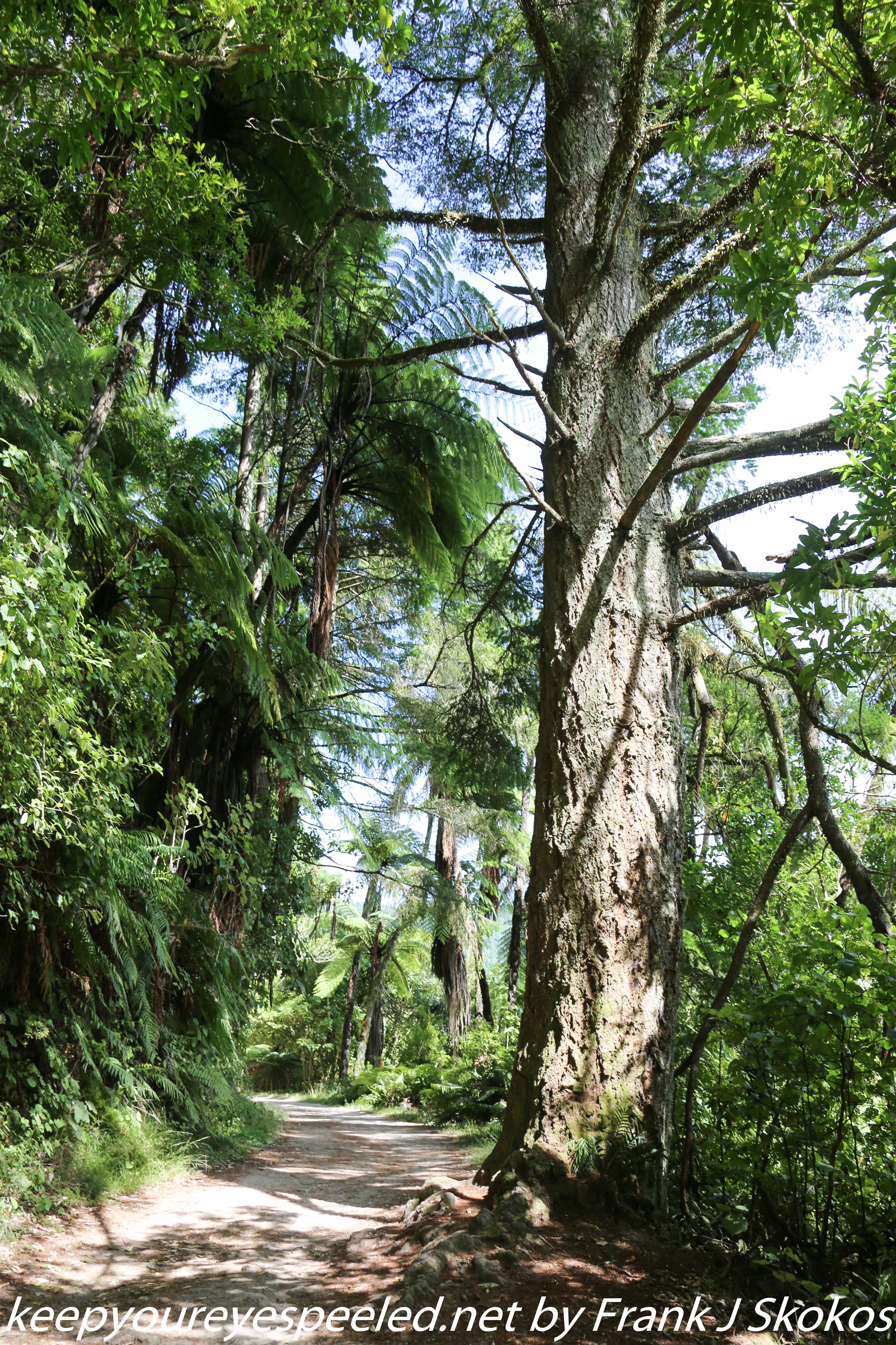 New-zealand-Day-Fifteen-Rotorua-Rewood-forest-and-Blue-lake-49-of-49