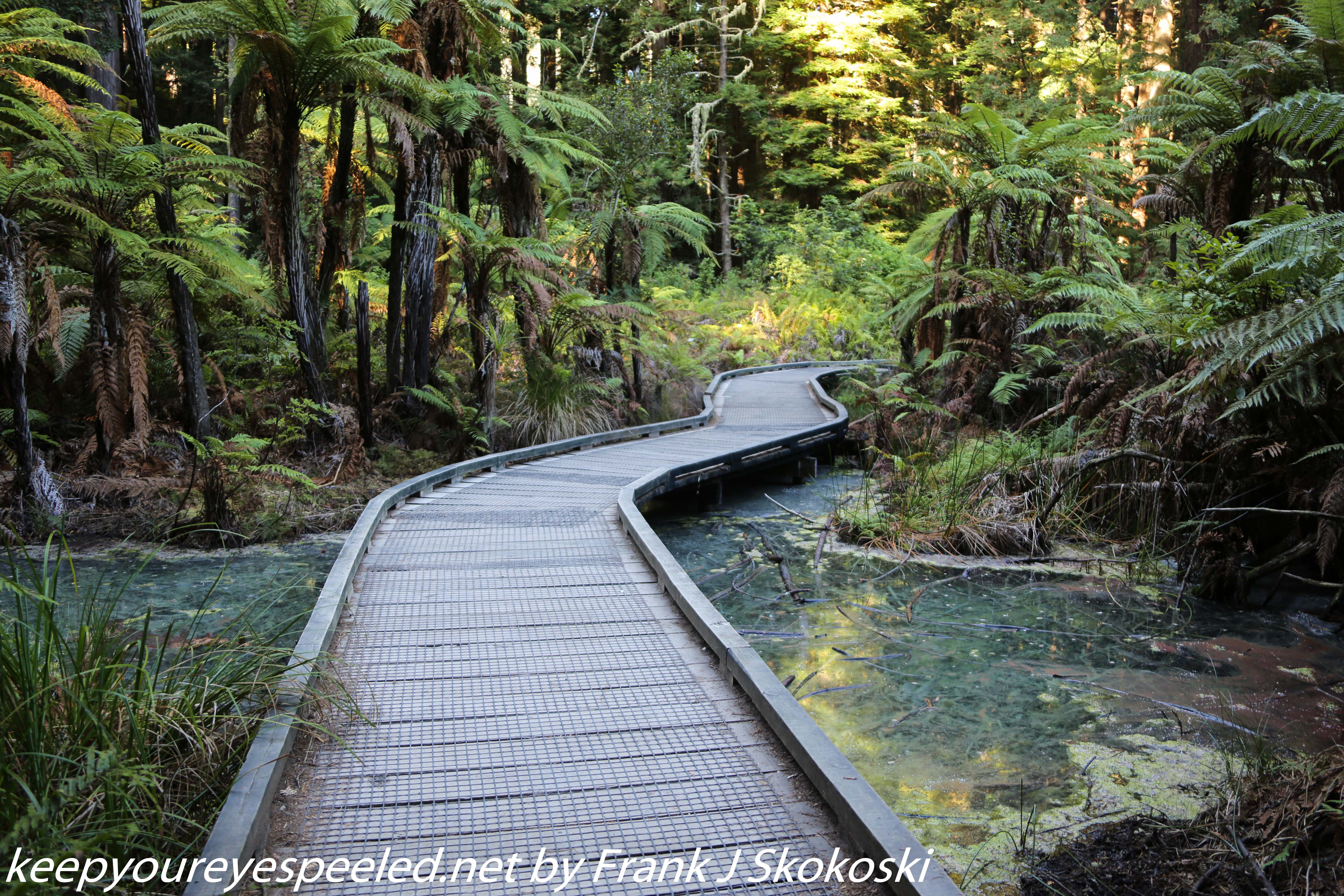 New-zealand-Day-Fifteen-Rotorua-Rewood-forest-and-Blue-lake-5-of-49