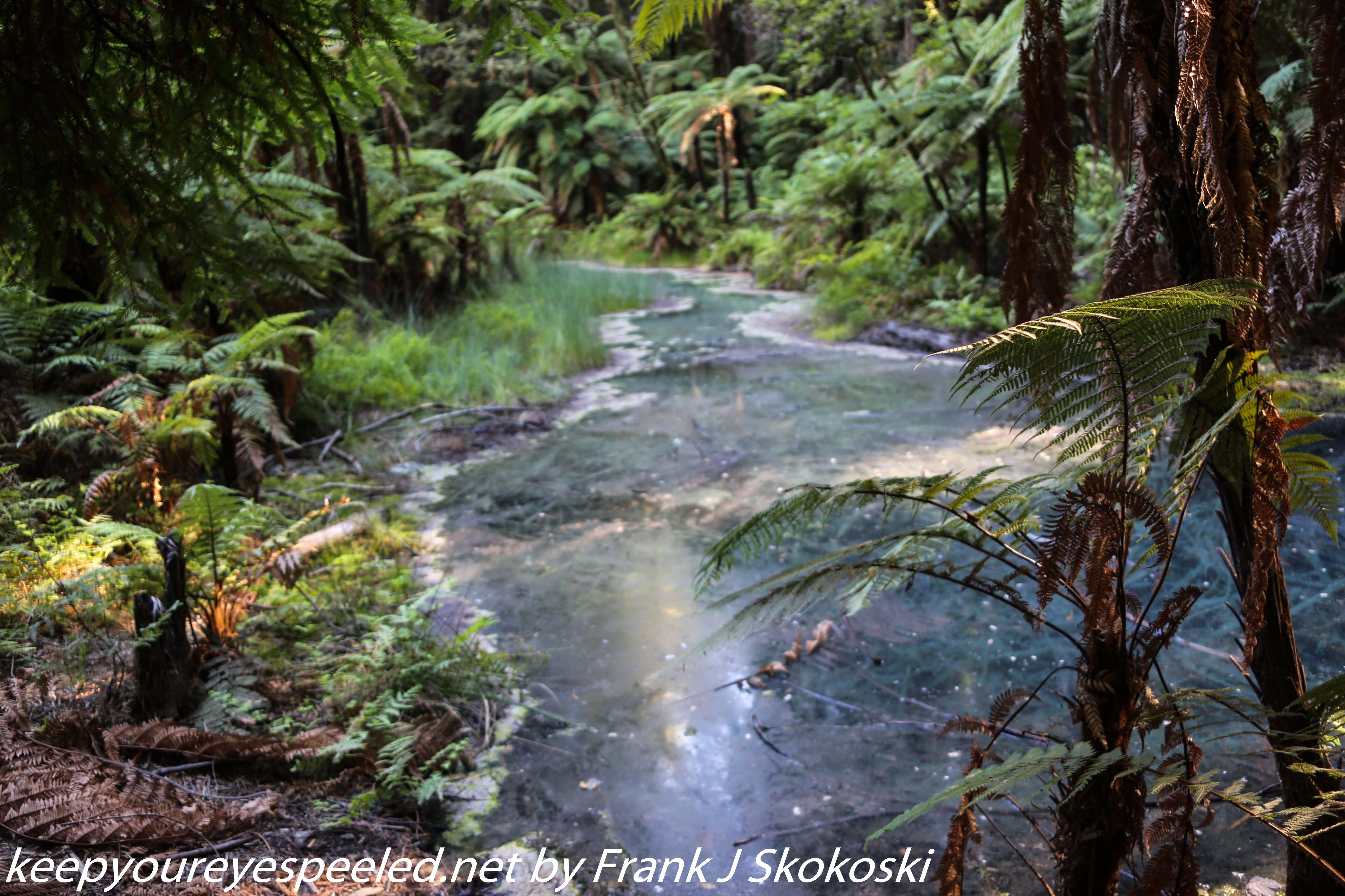 New-zealand-Day-Fifteen-Rotorua-Rewood-forest-and-Blue-lake-8-of-49
