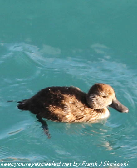New-Zealand-Day-Five-lake-tepako-birds-22-of-23