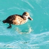 New-Zealand-Day-Five-lake-tepako-birds-21-of-23