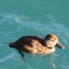 New-Zealand-Day-Five-lake-tepako-birds-22-of-23