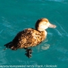 New-Zealand-Day-Five-lake-tepako-birds-23-of-23