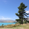 New-Zealand-Day-Four-Lake-Tepako-walk-17-of-33