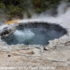 New-Zealand-Day-Fourteen-Rotorua-geysers-and-walk-9-of-31