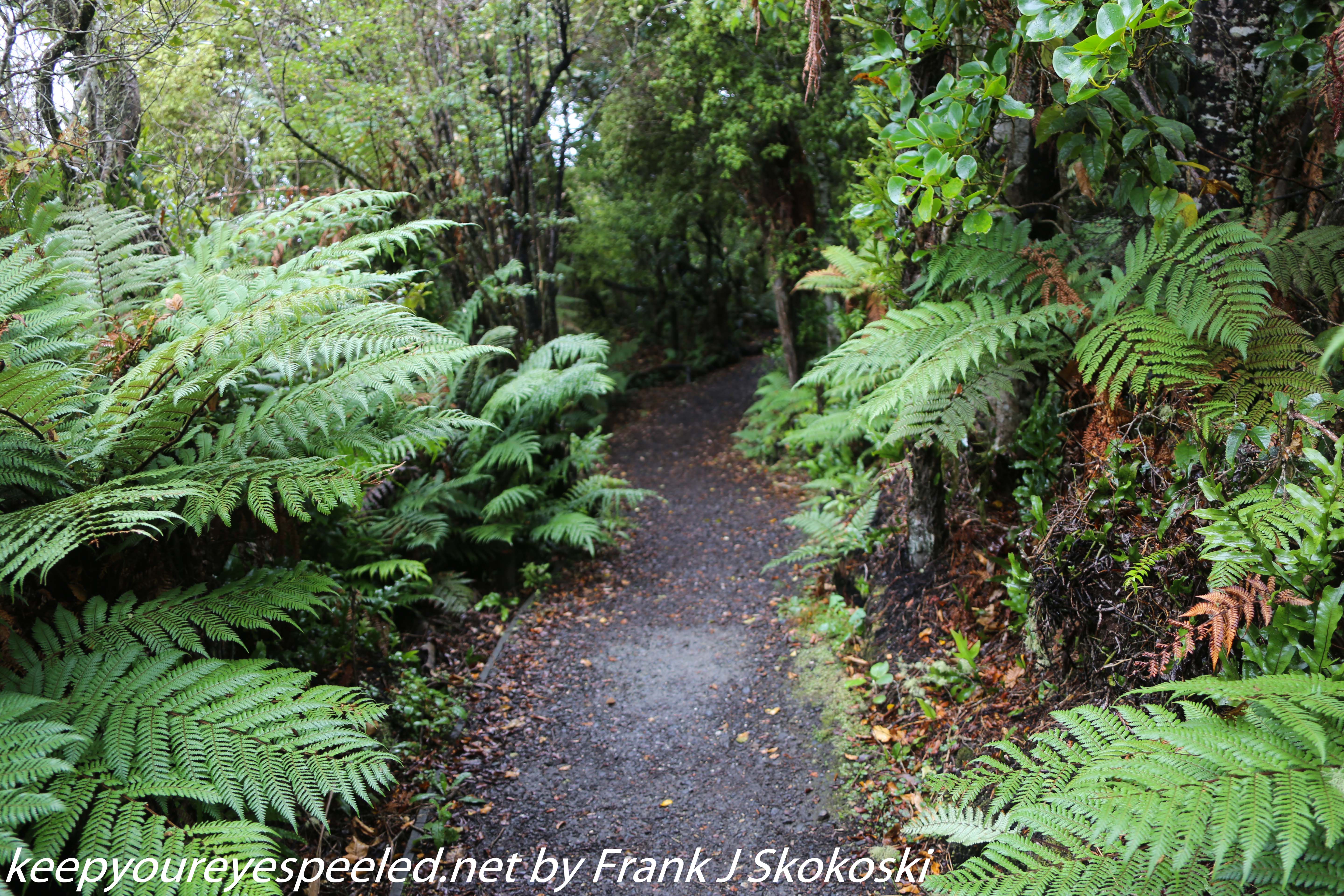 New-Zealand-Day-Nine-Stewart-Island-afternoon-hike-17-of-48