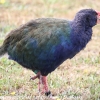 New-zealand-Day-Nineteen-Auckland-Tiritiri-Matangi-birds-11-of-31