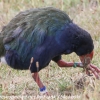 New-zealand-Day-Nineteen-Auckland-Tiritiri-Matangi-birds-12-of-31