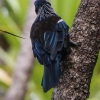 New-zealand-Day-Nineteen-Auckland-Tiritiri-Matangi-birds-18-of-31