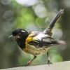 New-zealand-Day-Nineteen-Auckland-Tiritiri-Matangi-birds-26-of-31