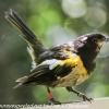 New-zealand-Day-Nineteen-Auckland-Tiritiri-Matangi-birds-27-of-31