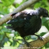 New-zealand-Day-Nineteen-Auckland-Tiritiri-Matangi-birds-30-of-31