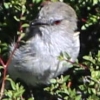 New-Zealand-Day-Seven-Glenorchy-birds-23-of-33