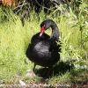 New-Zealand-Day-Seven-Glenorchy-birds-25-of-33