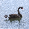 New-Zealand-Day-Seven-Glenorchy-black-swan-1-of-12