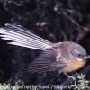 New-Zealand-Day-Seven-fantail-3-of-7