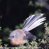 New-Zealand-Day-Seven-fantail-4-of-7