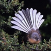 New-Zealand-Day-Seven-fantail-5-of-7