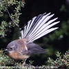 New-Zealand-Day-Seven-fantail-6-of-7