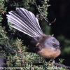 New-Zealand-Day-Seven-fantail-7-of-7