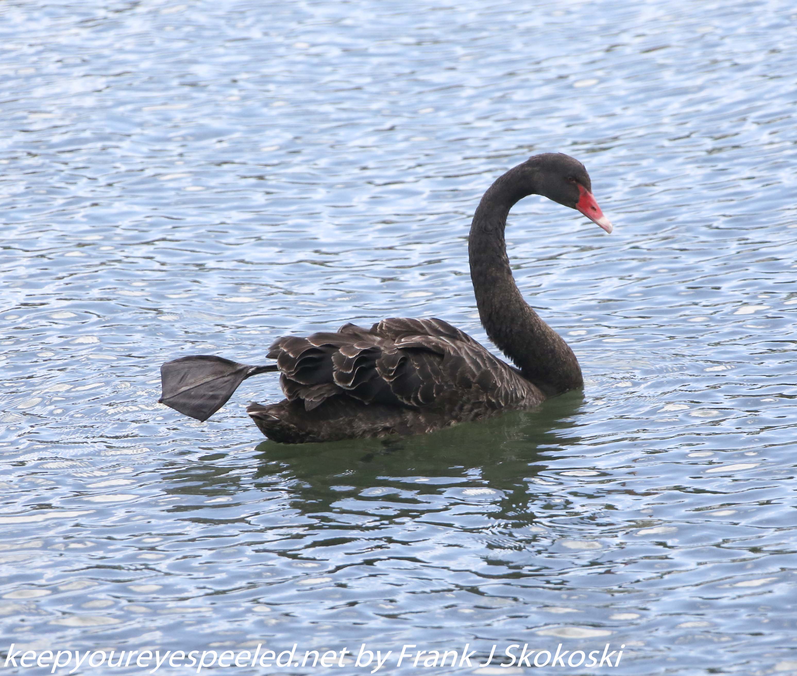 New-Zealand-Day-Seven-Glenorchy-black-swan-1-of-12-1
