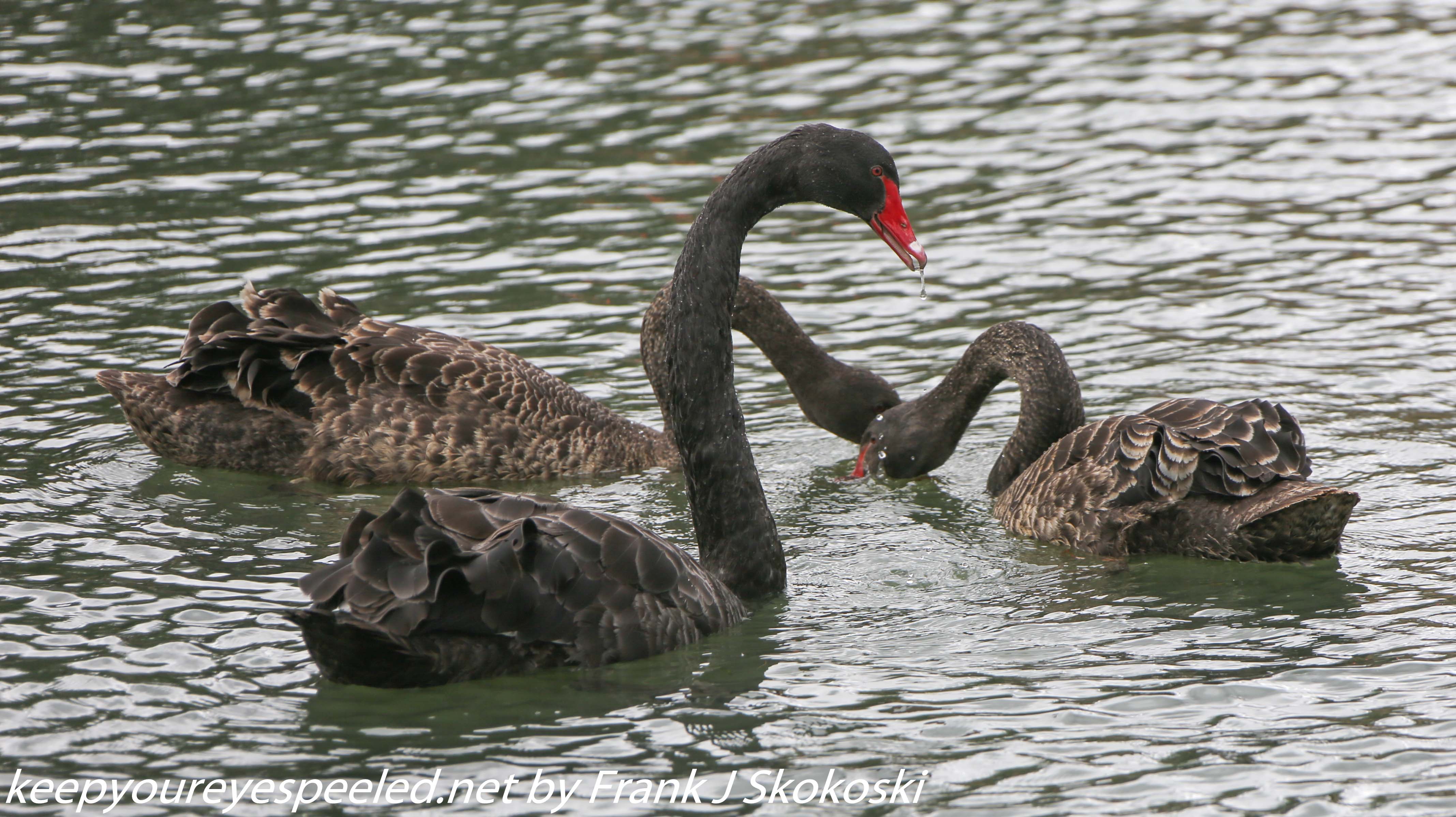 New-Zealand-Day-Seven-Glenorchy-black-swan-11-of-12