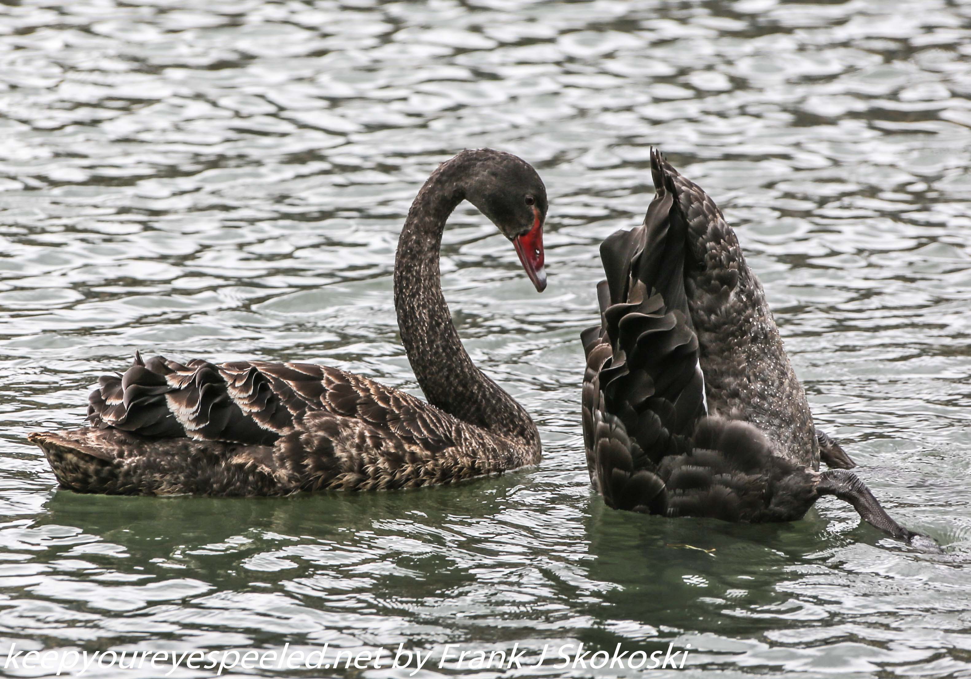 New-Zealand-Day-Seven-Glenorchy-black-swan-12-of-12