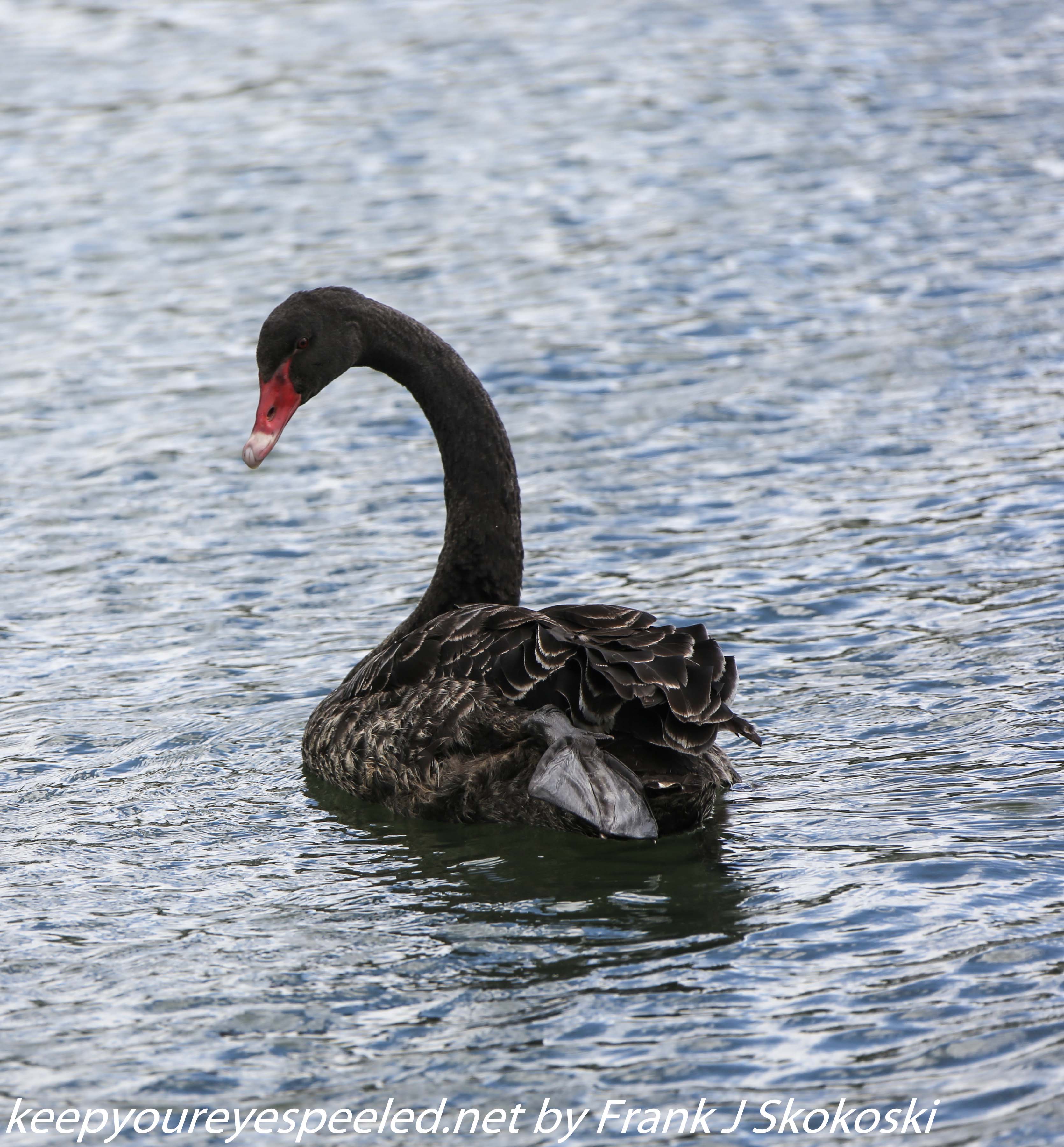 New-Zealand-Day-Seven-Glenorchy-black-swan-2-of-12