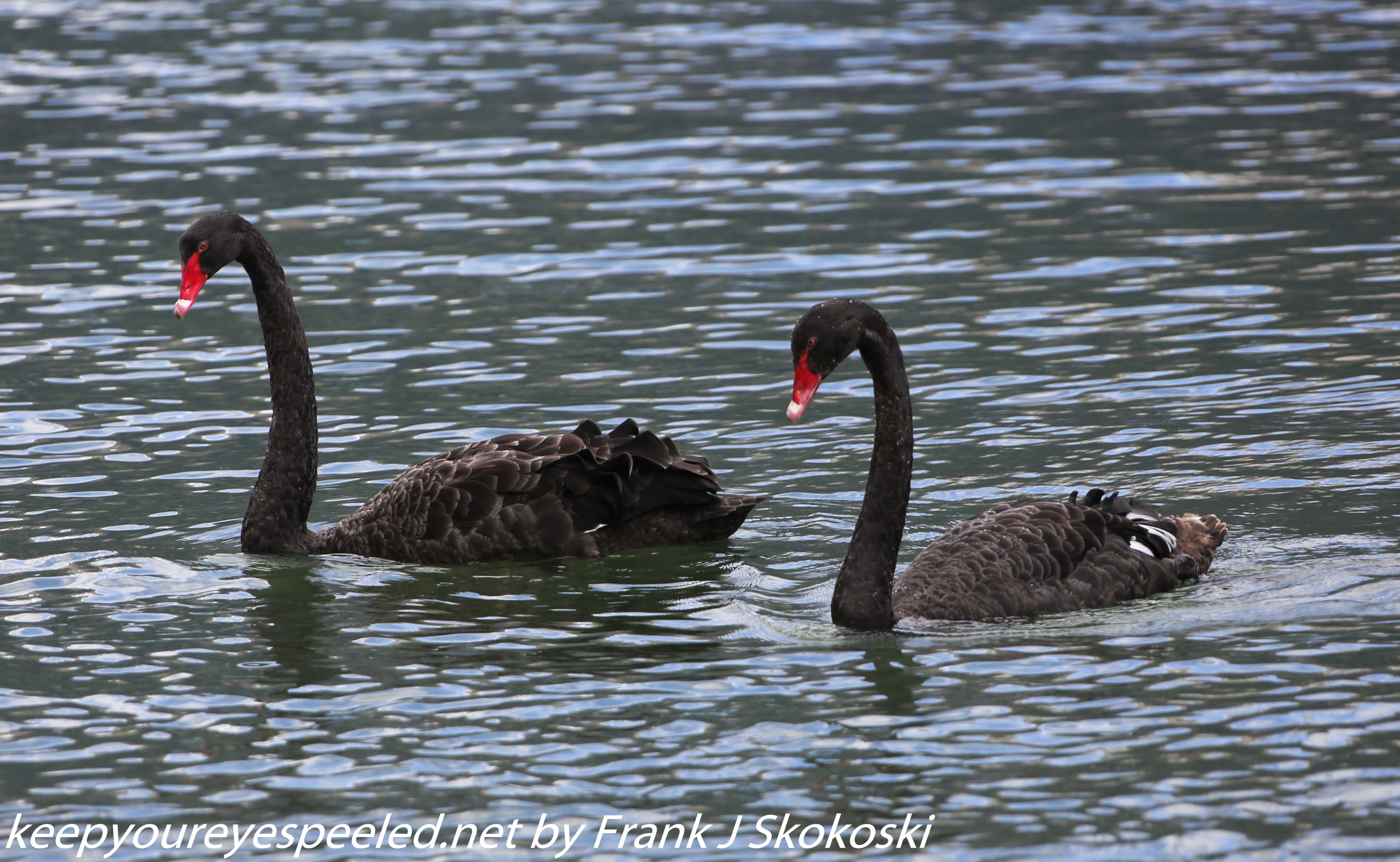 New-Zealand-Day-Seven-Glenorchy-black-swan-3-of-12