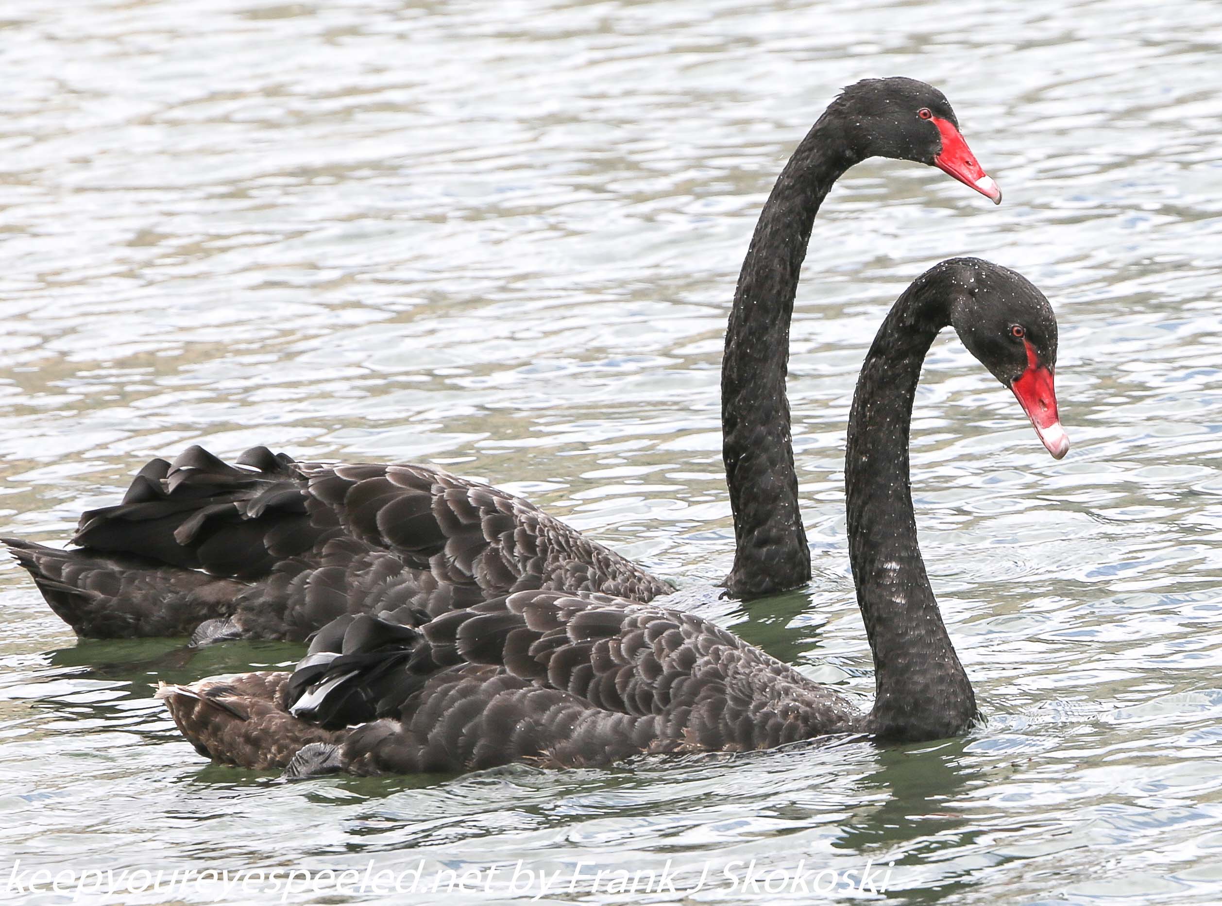 New-Zealand-Day-Seven-Glenorchy-black-swan-4-of-12