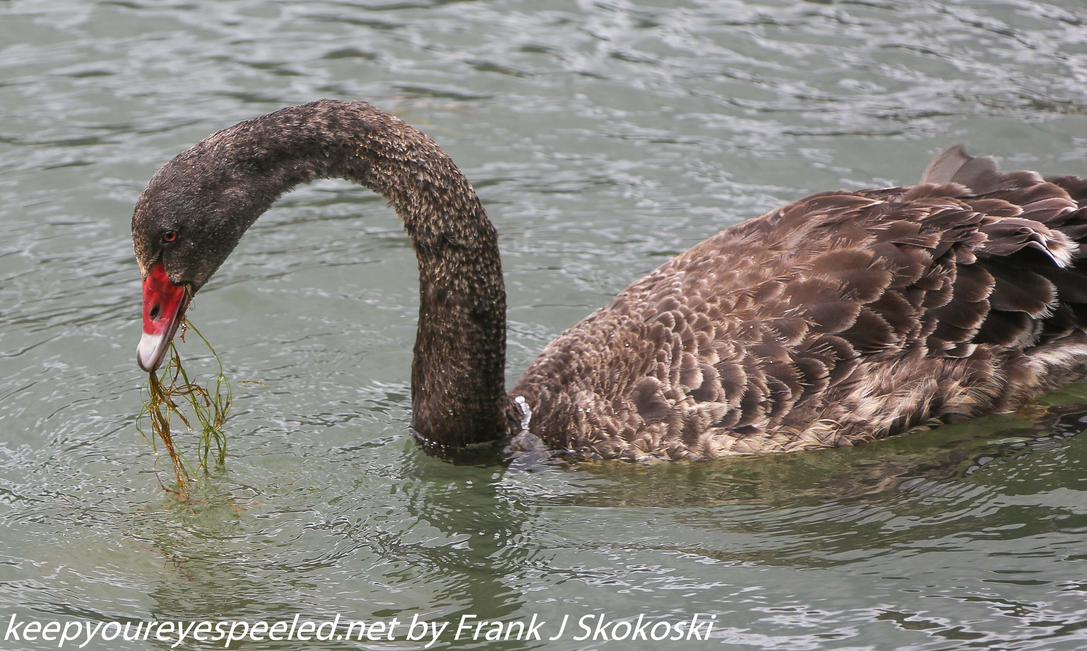 New-Zealand-Day-Seven-Glenorchy-black-swan-9-of-12