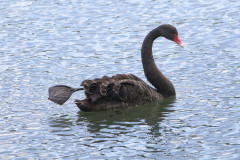 New Zealand Day Seven Glenorchy black swans