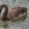 New-Zealand-Day-Seven-Glenorchy-black-swan-10-of-12