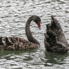 New-Zealand-Day-Seven-Glenorchy-black-swan-12-of-12