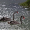 New-Zealand-Day-Seven-Glenorchy-black-swan-5-of-12