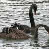 New-Zealand-Day-Seven-Glenorchy-black-swan-6-of-12