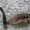 New-Zealand-Day-Seven-Glenorchy-black-swan-7-of-12