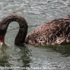 New-Zealand-Day-Seven-Glenorchy-black-swan-8-of-12