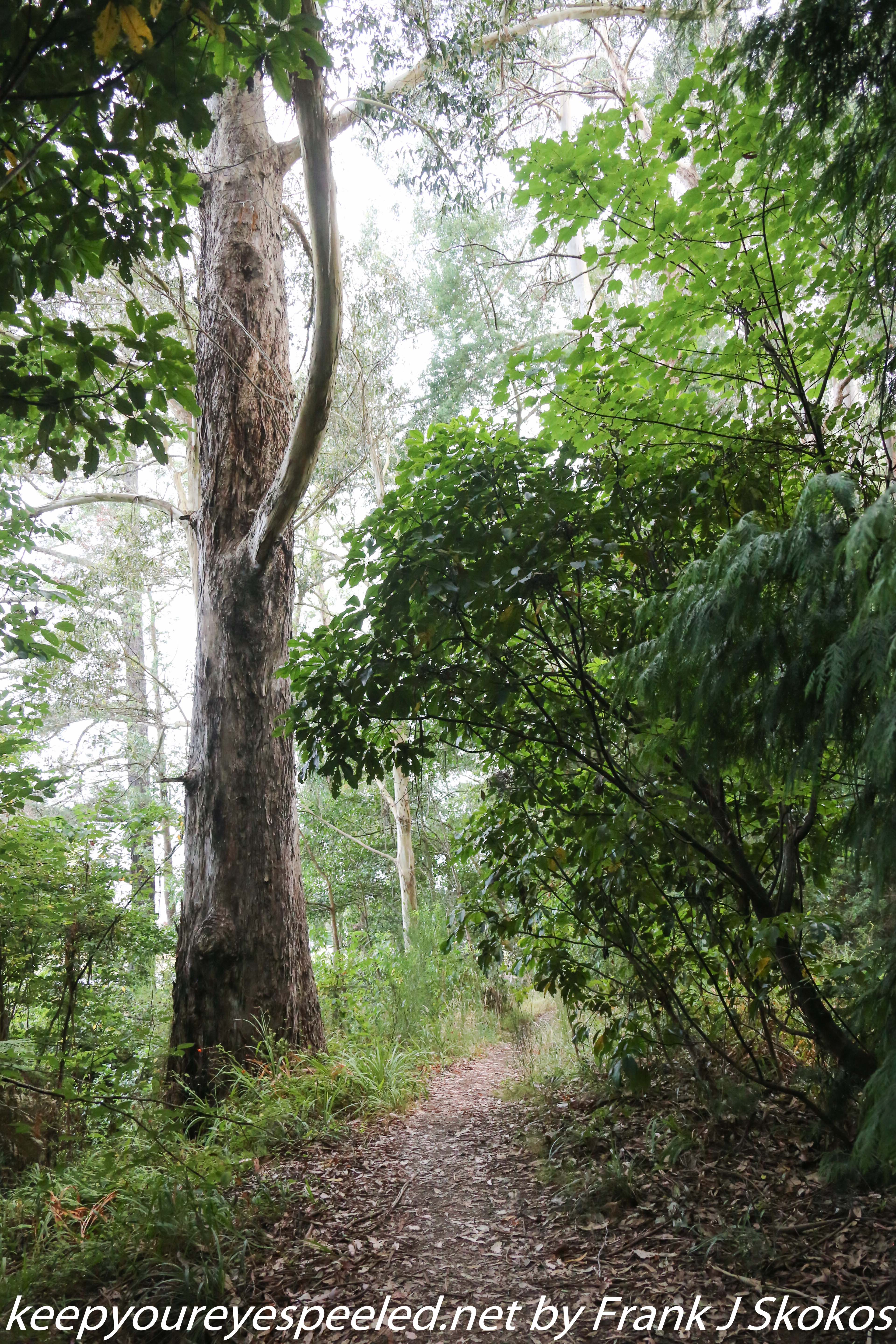 New-zealand-Day-Sixteen-Rotorua-morning-hike-13-of-48