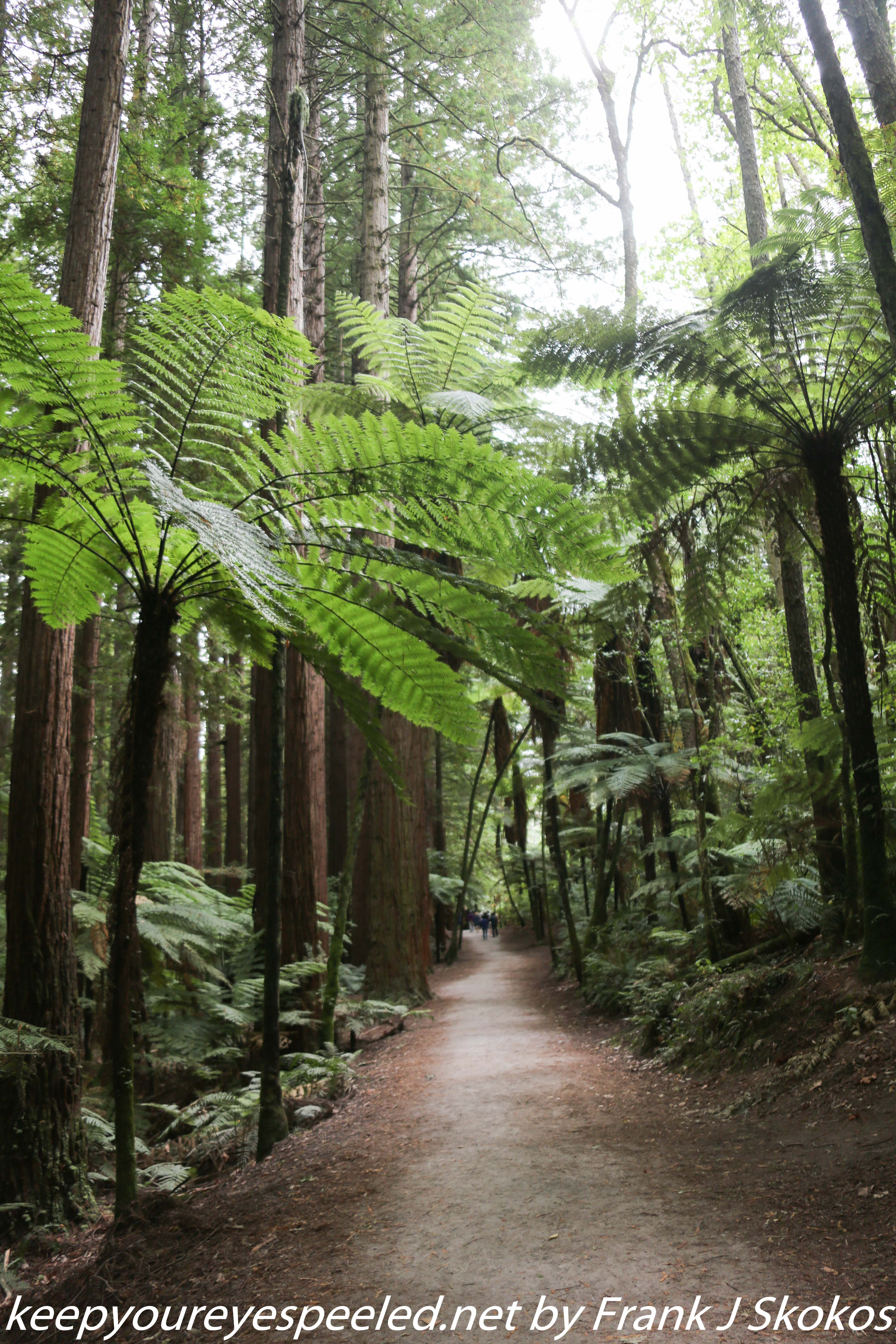 New-zealand-Day-Sixteen-Rotorua-morning-hike-29-of-48
