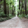 New-zealand-Day-Sixteen-Rotorua-morning-hike-32-of-48