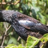 New-Zealand-Day-Ten-Stewart-Island-Rakiura-walk-birds-14-of-19