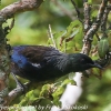 New-Zealand-Day-Ten-Stewart-Island-Rakiura-walk-birds-9-of-19