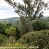 New-Zealand-Day-Thirteen-Dunedin-botanical-gardens-18-of-42