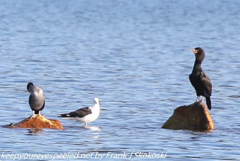 New-Zealand-Day-Thirteen-Dunedin-Otaga-Peninsula-birds-32-of-36