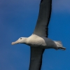 New-Zealand-Day-Thirteen-Dunedin-Otaga-Peninsula-birds-25-of-36