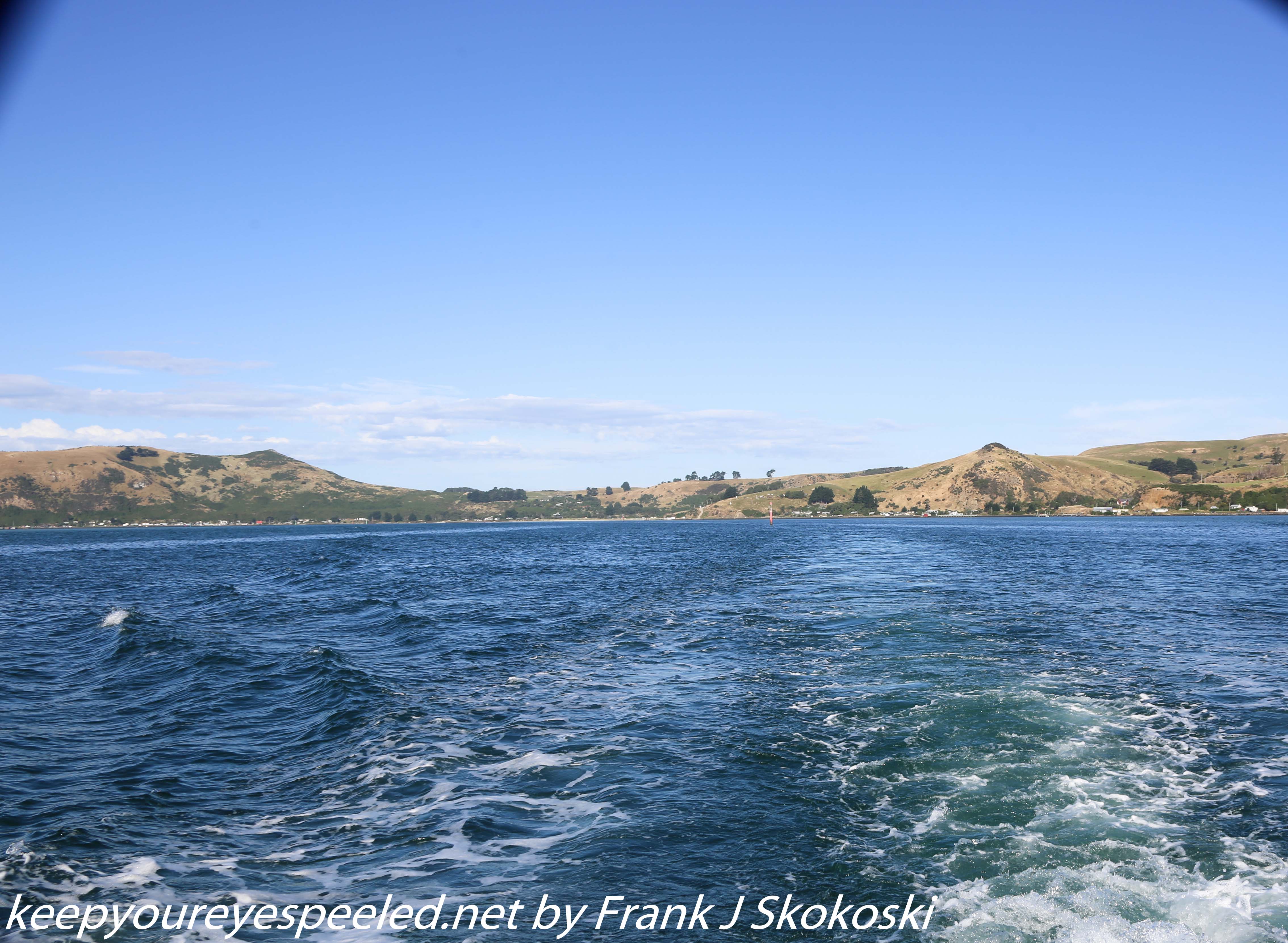 New-Zealand-Day-Thirteen-Dunedin-Otaga-Peniinsula-harbor-cruise-18-of-42