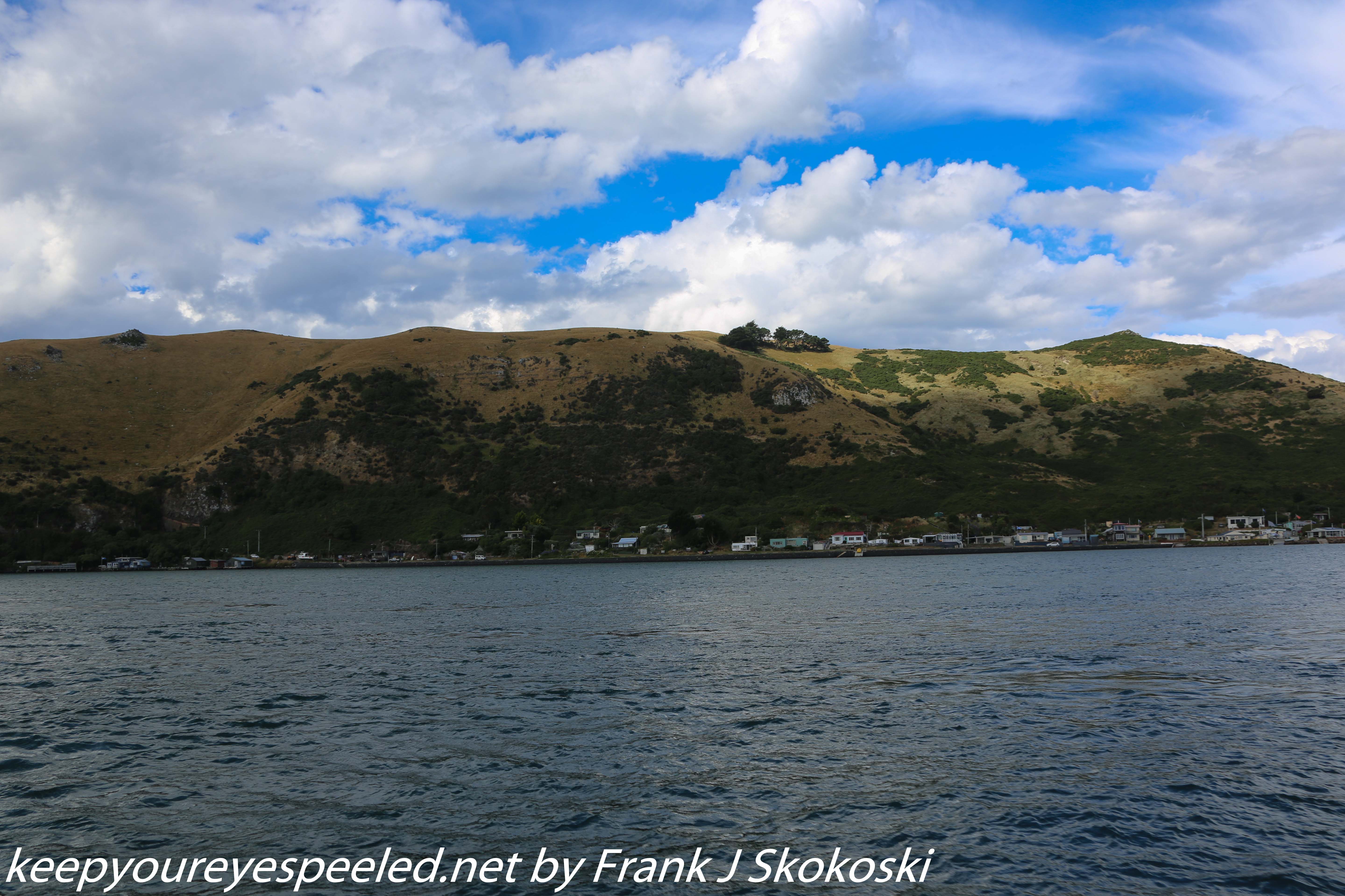 New-Zealand-Day-Thirteen-Dunedin-Otaga-Peniinsula-harbor-cruise-6-of-42