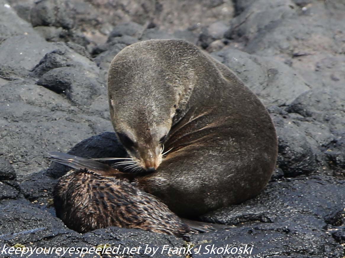 New-Zealand-Day-Thirteen-Dunedin-Otaga-Peninsula-fur-seals-and-sea-lions-10-of-17